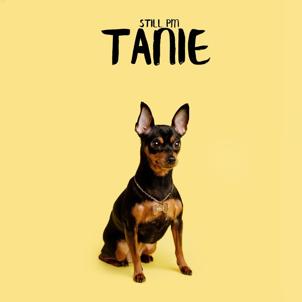 Still PM - Tanie (album cover)