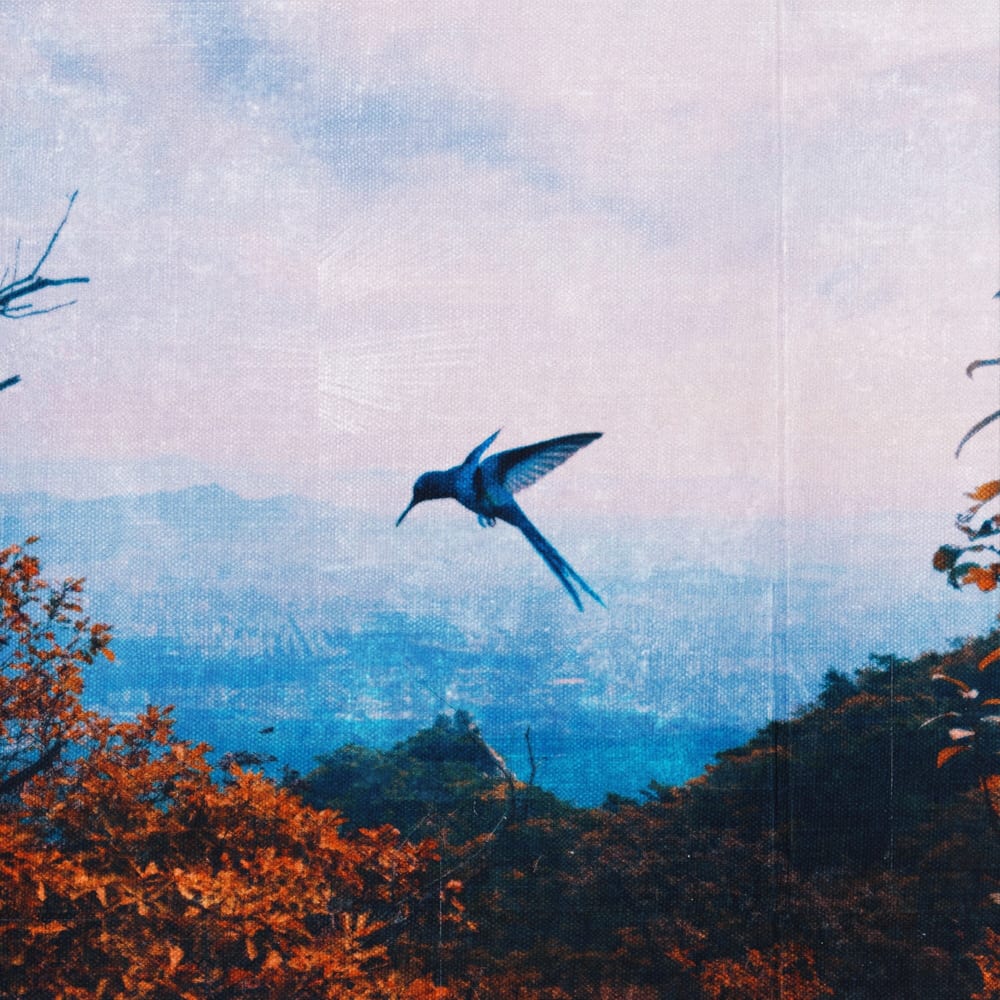 J;KEY - HUMMINGBIRD (cover art)
